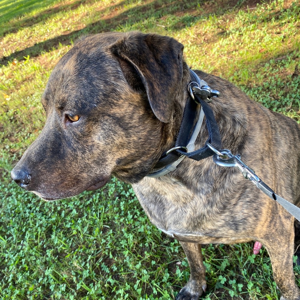 Meet your Posher, Skyye!